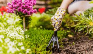 Garden Care Tips